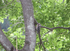 Yungipicus kizuki