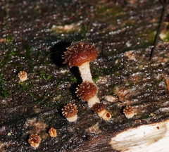 Psathyrella echinata