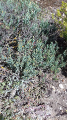 Limonium capense