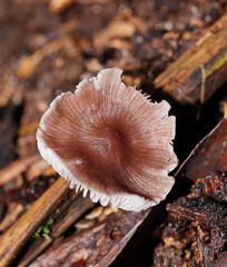 Mycena vinacea