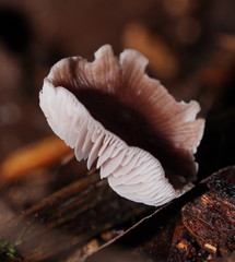 Mycena vinacea