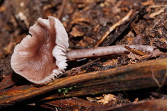 Mycena vinacea