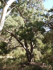 Eucalyptus baueriana thalassina