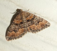 Xanthorhoe vacuaria