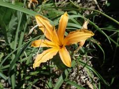 Hemerocallis fulva littorea