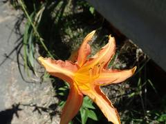 Hemerocallis fulva littorea
