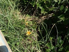 Hemerocallis fulva littorea