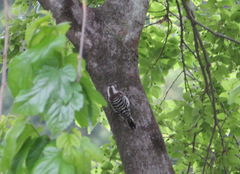 Yungipicus kizuki