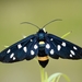 Nine-spotted Moth - Photo (c) winu, some rights reserved (CC BY-NC), uploaded by winu