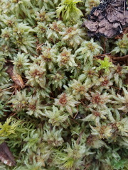 Sphagnum magellanicum