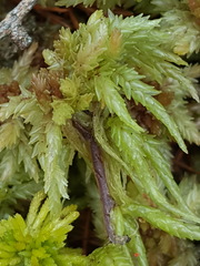 Sphagnum magellanicum