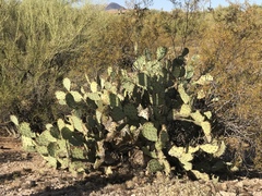 Opuntia engelmannii engelmannii