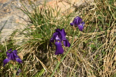 Iris pallida illyrica