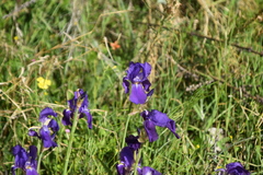 Iris pallida illyrica