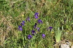 Iris pallida illyrica