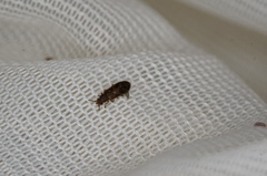 Dasytomima rachelae