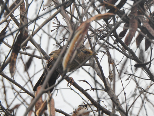 Taiwan Hwamei (Garrulax taewanus), photo 8