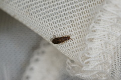 Dasytomima rachelae