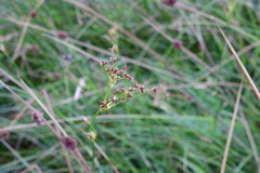Juncus acutiflorus