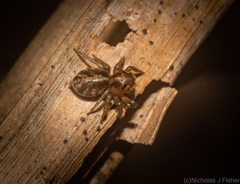 Prostheclina pallida