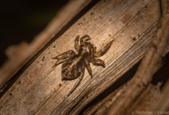 Prostheclina pallida