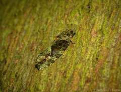 Sorolopha delochlora