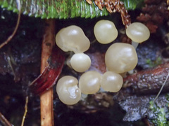 Vibrissea dura