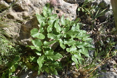 Opopanax chironium