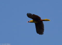 Psarocolius bifasciatus