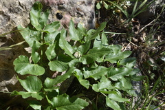 Opopanax chironium