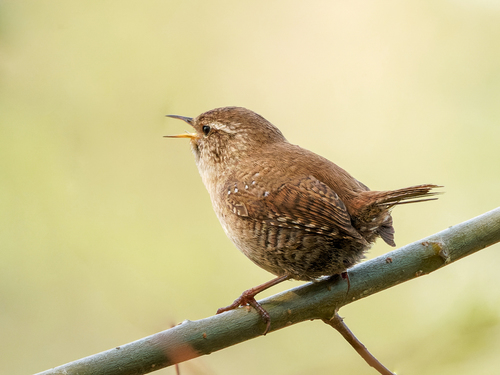 Winterkoning (Troglodytes troglodytes)