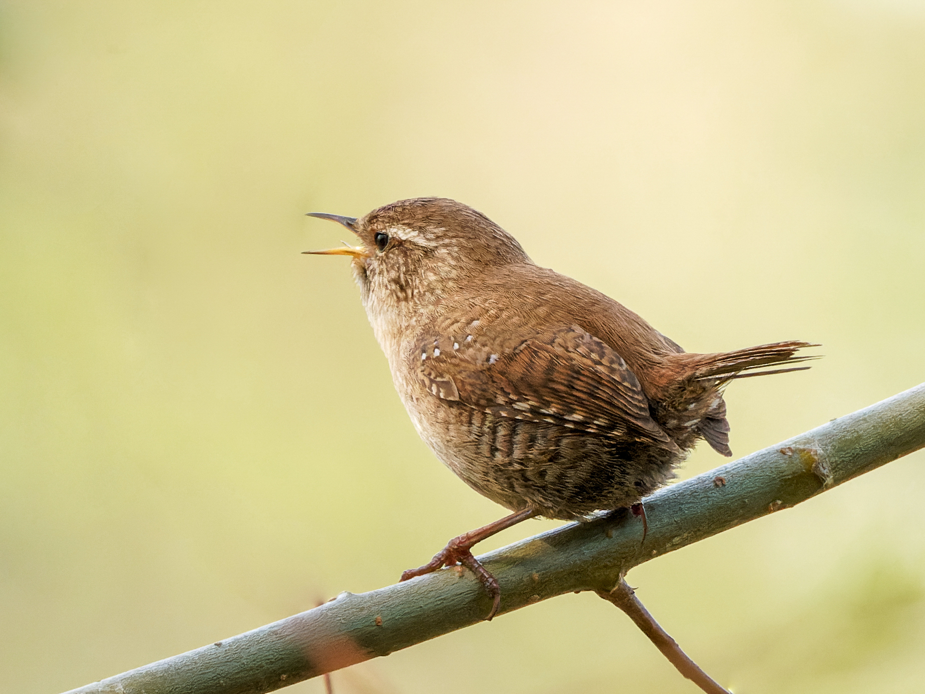 Eurasian Wren (Troglodytes troglodytes)