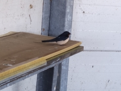 Hirundo rustica