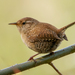 Troglodytes Wrens - Photo (c) William Stephens, some rights reserved (CC BY), uploaded by William Stephens