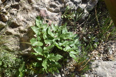 Opopanax chironium