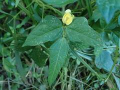 Vigna angularis nipponensis