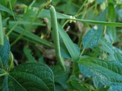 Vigna angularis nipponensis