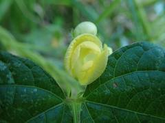 Vigna angularis nipponensis