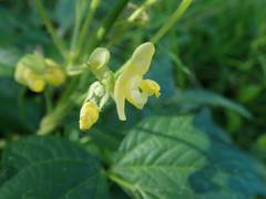 Vigna angularis nipponensis