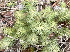 Serruria cyanoides