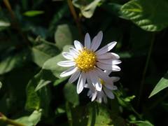 Aster yomena dentatus