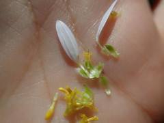 Aster yomena dentatus