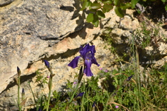 Iris pallida illyrica