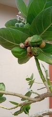 Calotropis procera image