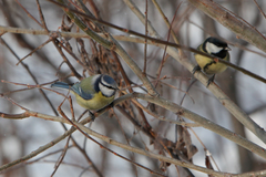 Cyanistes caeruleus