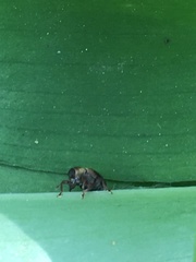 Lignyodes enucleator