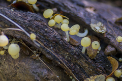 Vibrissea dura