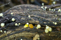 Vibrissea dura
