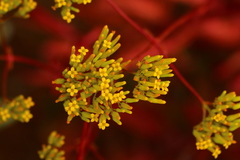 Kalanchoe sexangularis