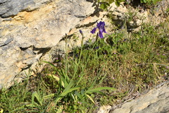 Iris pallida illyrica